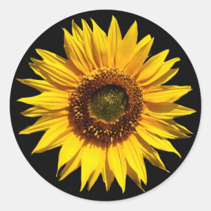 Pegatina Redonda Un gran girasol amarillo