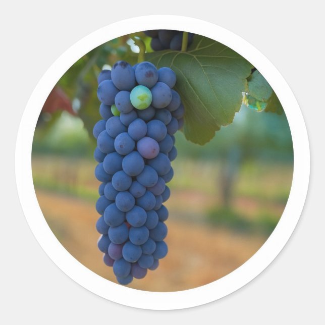 Pegatina Redonda Un grupo de uvas moradas frescas (Anverso)