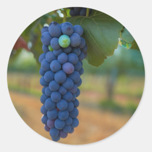 Pegatina Redonda Un grupo de uvas moradas frescas