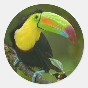 Pegatina Redonda Un pájaro toucan hermoso se encaramó en una rama