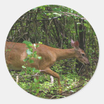 Un paseo por el bosque