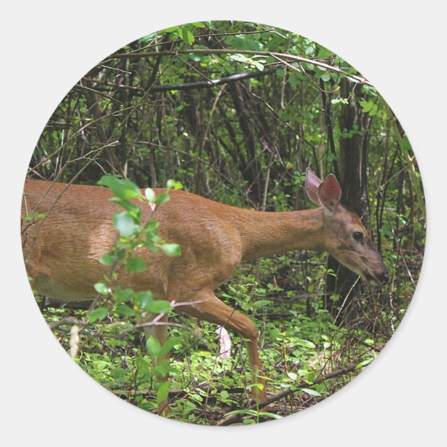 Pegatina Redonda Un paseo por el bosque (Anverso)