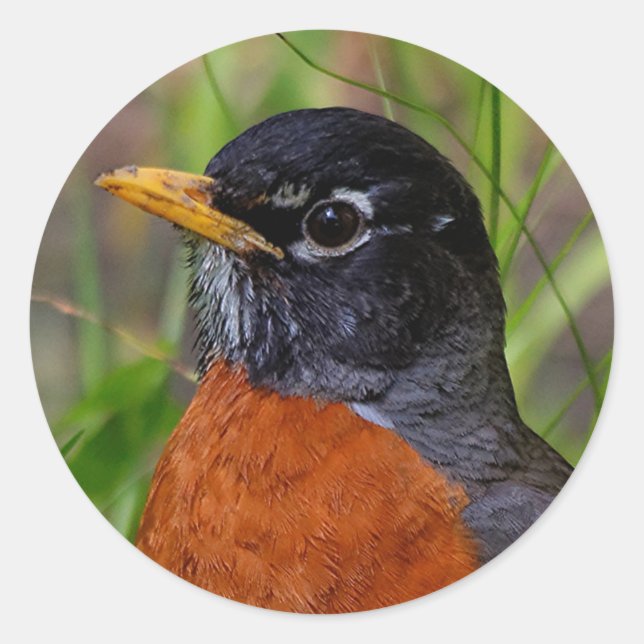 Pegatina Redonda Un Robin estadounidense curioso y esperanzador (Anverso)