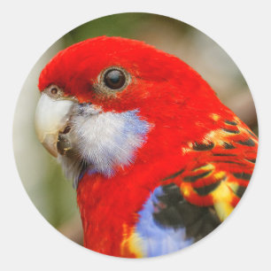 Pegatina Redonda Un Rosella Oriental Cheeky
