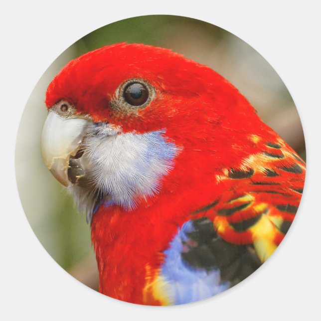 Pegatina Redonda Un Rosella Oriental Cheeky (Anverso)