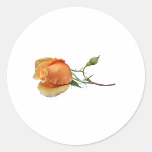 Pegatina Redonda Un solo esqueje de rosa