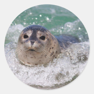 Pegatina Redonda Una cría de foca surfeando