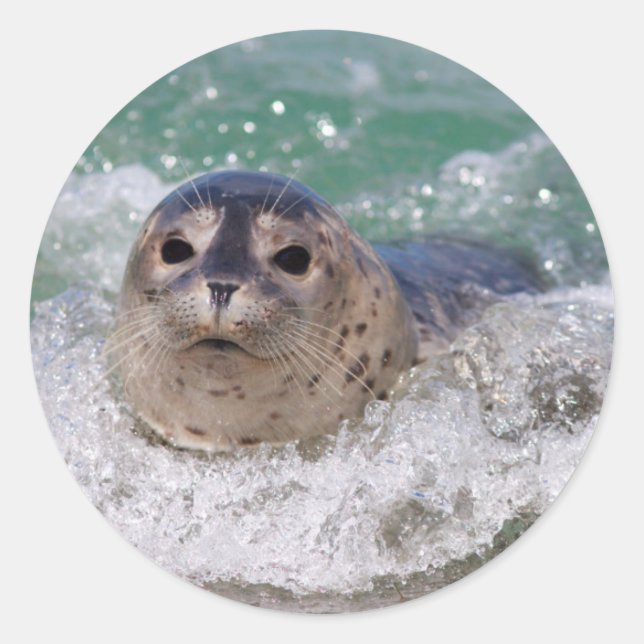 Pegatina Redonda Una cría de foca surfeando (Anverso)