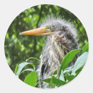 Pegatina Redonda Una garza verde recién nacida