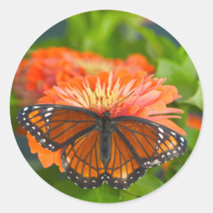 Pegatina Redonda Una mariposa virrey en zinnias naranjas