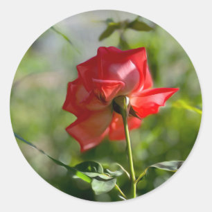 Pegatina Redonda Una rosa roja