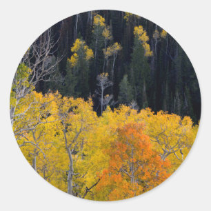 Pegatina Redonda Utah. EE. UU. Árboles de Aspen en Otoño en el Sevi