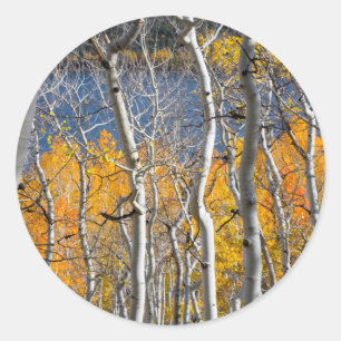 Pegatina Redonda Utah, EE. UU. Árboles de Aspen (Populus Tremuloide
