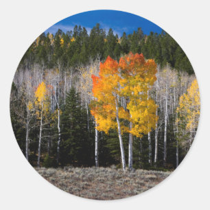 Pegatina Redonda Utah, EE. UU. Árboles de Aspen (Populus Tremuloide