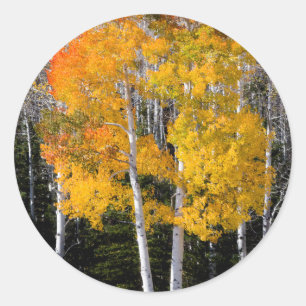 Pegatina Redonda Utah, EEUU. Árboles ápicos (Populus Tremuloides) 3