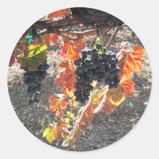 Pegatina Redonda Uvas de Zenaida preparadas para la cosecha