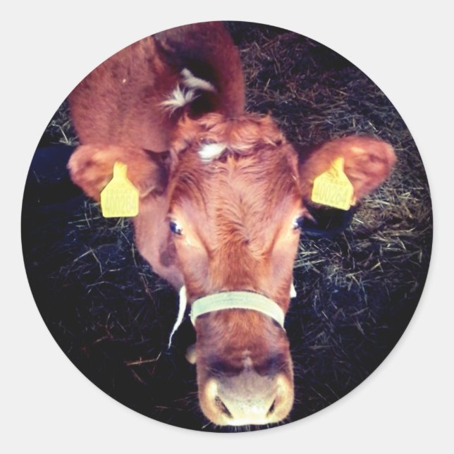 Pegatina Redonda Vaca marrón (Anverso)