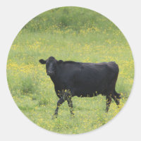 Vaca negra_0075