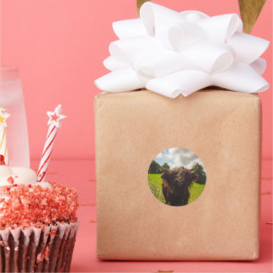 Pegatina Redonda Vaca negra de tierras altas pastoreando verde luz 