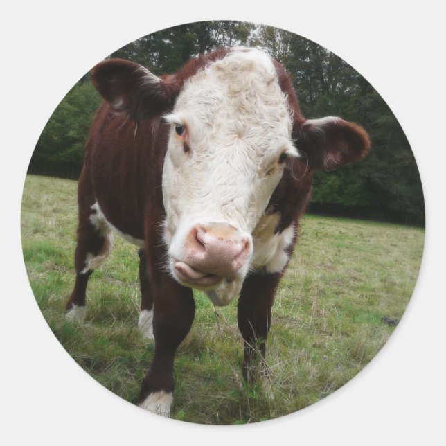 Pegatina Redonda Vaca Stictout Tongue (Anverso)
