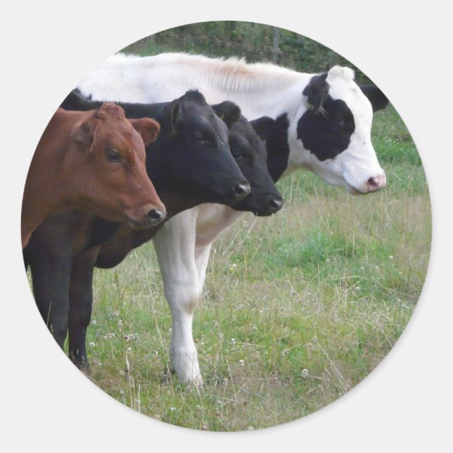 Pegatina Redonda Vacas en fila (Anverso)