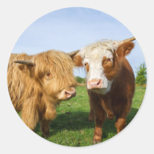 Pegatina Redonda Vacas jóvenes de la región montañosa