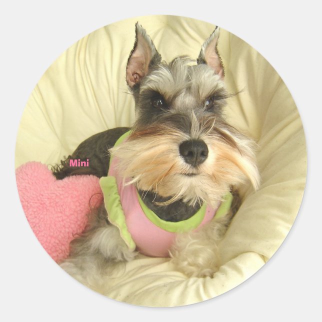 Pegatina Redonda Valentine Miniature Schnauzer (Anverso)