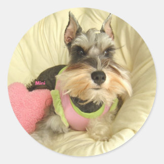 Pegatina Redonda Valentine Miniature Schnauzer
