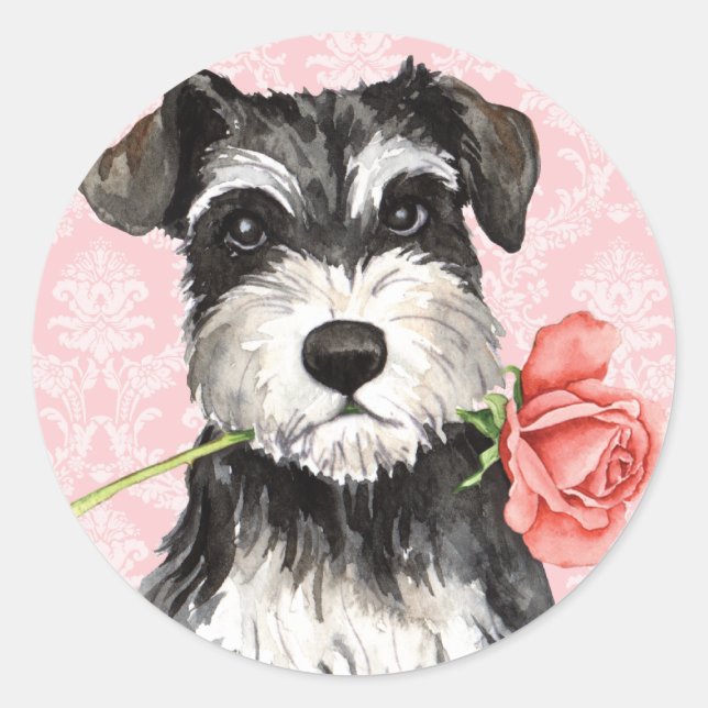 Pegatina Redonda Valentine Rosa Mini Schnauzer (Anverso)