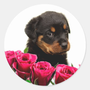 Pegatina Redonda Valentine Rosa Rottweiler Puppy