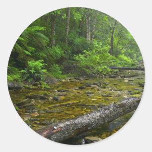 Pegatina Redonda Vapor En Bosque, El Montane Knysna-Amatole