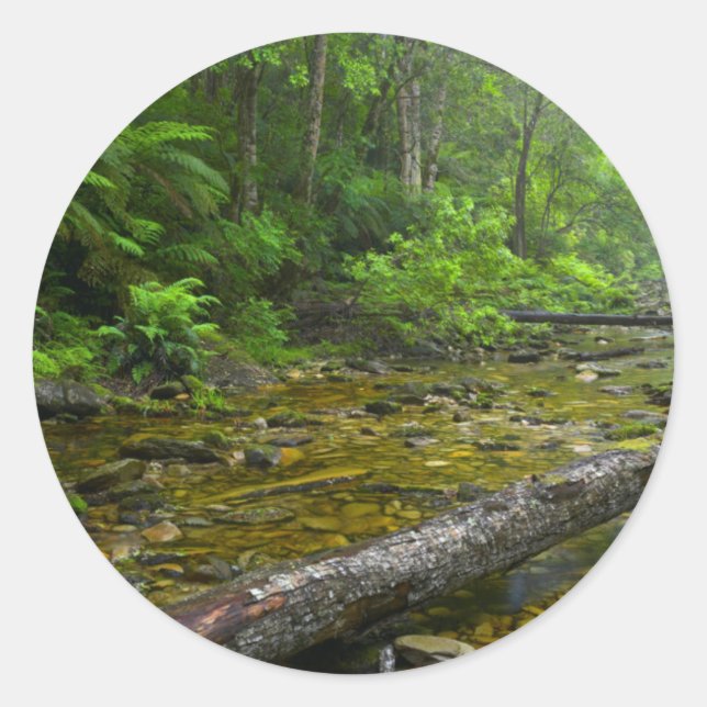 Pegatina Redonda Vapor En Bosque, El Montane Knysna-Amatole (Anverso)