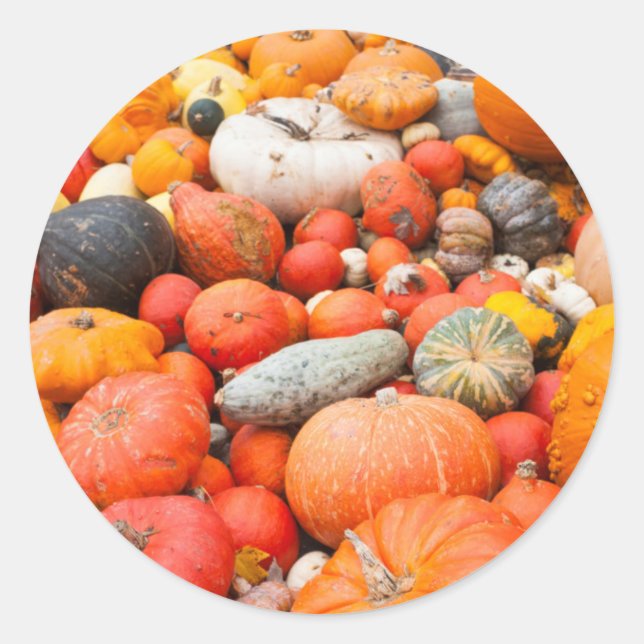 Pegatina Redonda Variedad de calabaza a la venta, Alemania (Anverso)