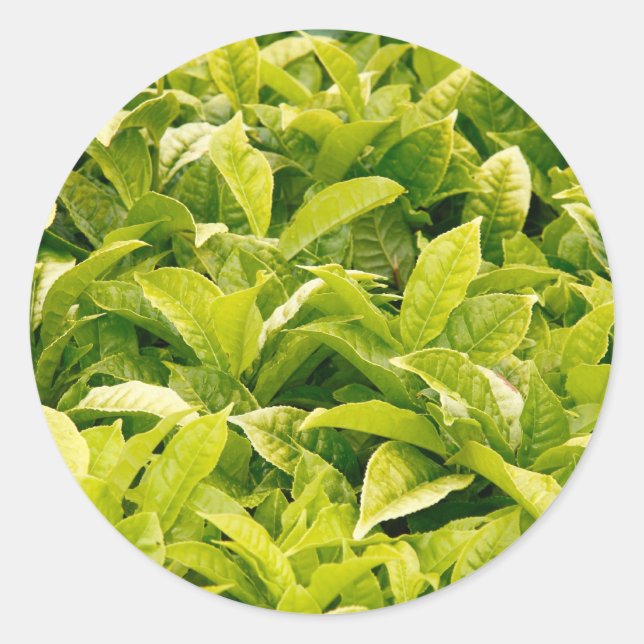 Pegatina Redonda Variedad india de té (Anverso)