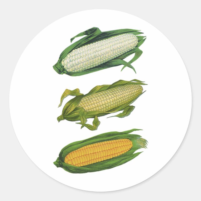 Pegatina Redonda Vegetales sanos para alimentos de época, maíz fres (Anverso)