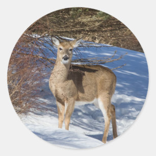 Pegatina Redonda Venado Con Nieve Y Bush