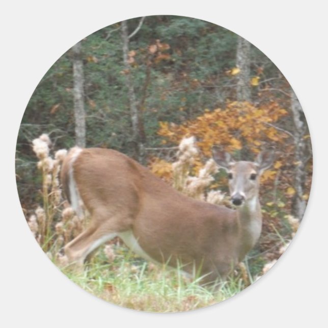 Pegatina Redonda Venado de otoño en el lago Arrowhead GA (Anverso)