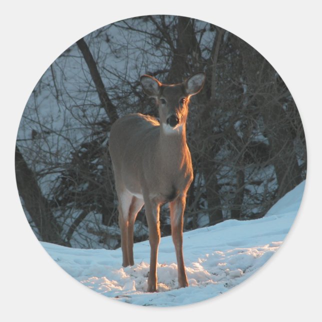 Pegatina Redonda Venado en la nieve (Anverso)