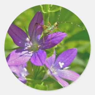 Pegatina Redonda Venus Looking Glass Wildflower Floral