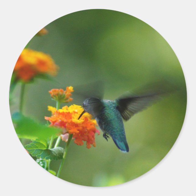 Pegatina Redonda ¡Verano Hummer! (Anverso)