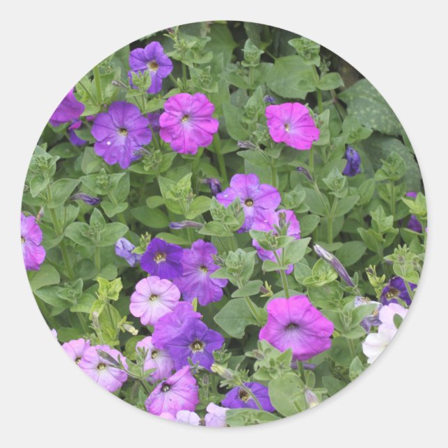 Pegatina Redonda Verano primavera Floral Purple Petunia Decoración  (Anverso)