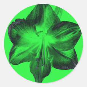 Pegatina Redonda Verde oscuro sobre Amaryllis verde claro