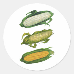 Pegatina Redonda Verduras Saludables de Comida Antigüa, Maíz Fresco