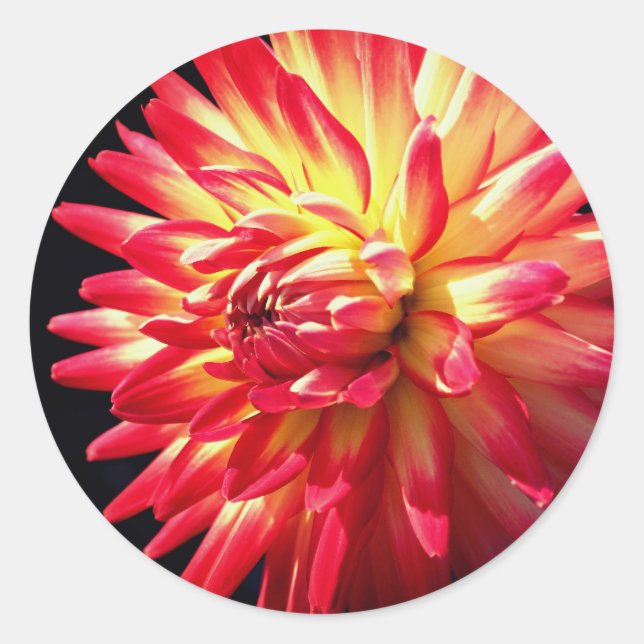 Pegatina Redonda Vibrant Dahlia Flower (Anverso)