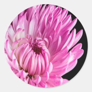Pegatina Redonda Vibrante en Dahlia Rosa