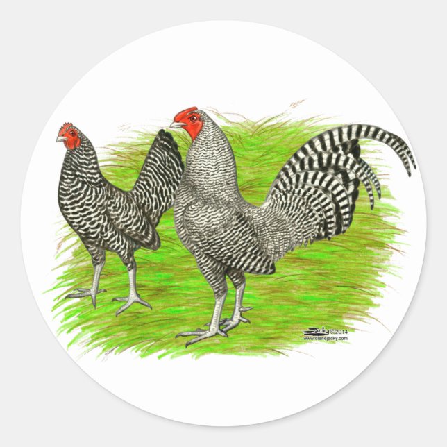 Pegatina Redonda Viejo juego inglés con pollos despojados (Anverso)