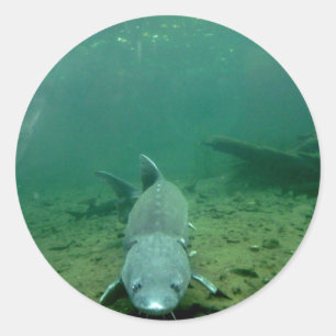 Pegatina Redonda Viendo a un monstruo