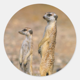 Pegatina Redonda Vigilantes de suricata (Suricata suricatta), Karas