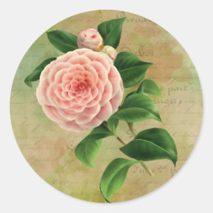Pegatina Redonda Viñeta Camellia Botánica Francesa