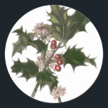 Pegatina Redonda Vintage Christmas, Holly Plant with Red Berries<br><div class="desc">Ilustracion de época Victorian Era Feliz Navidad diseño con una rama floral con hojas huecas,  bayas rojas y flores rosas. Una flor de invierno tradicional. ¡Felices fiestas y saludos de temporada!</div>